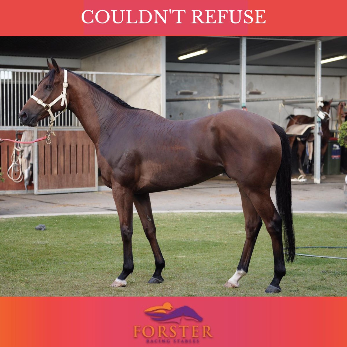 Desracing74's tweet photo. The is south on this chilly Tuesday with Couldn't Refuse running this afternoon in Beaudesert.
R7 SKY RACING Class 5 Hcp - 4:16pm
Have a great afternoon!
#couldntrefuse #beaudesertracing #racingqld #horsetips #horsetrainer https://t.co/tOwNmhwe18