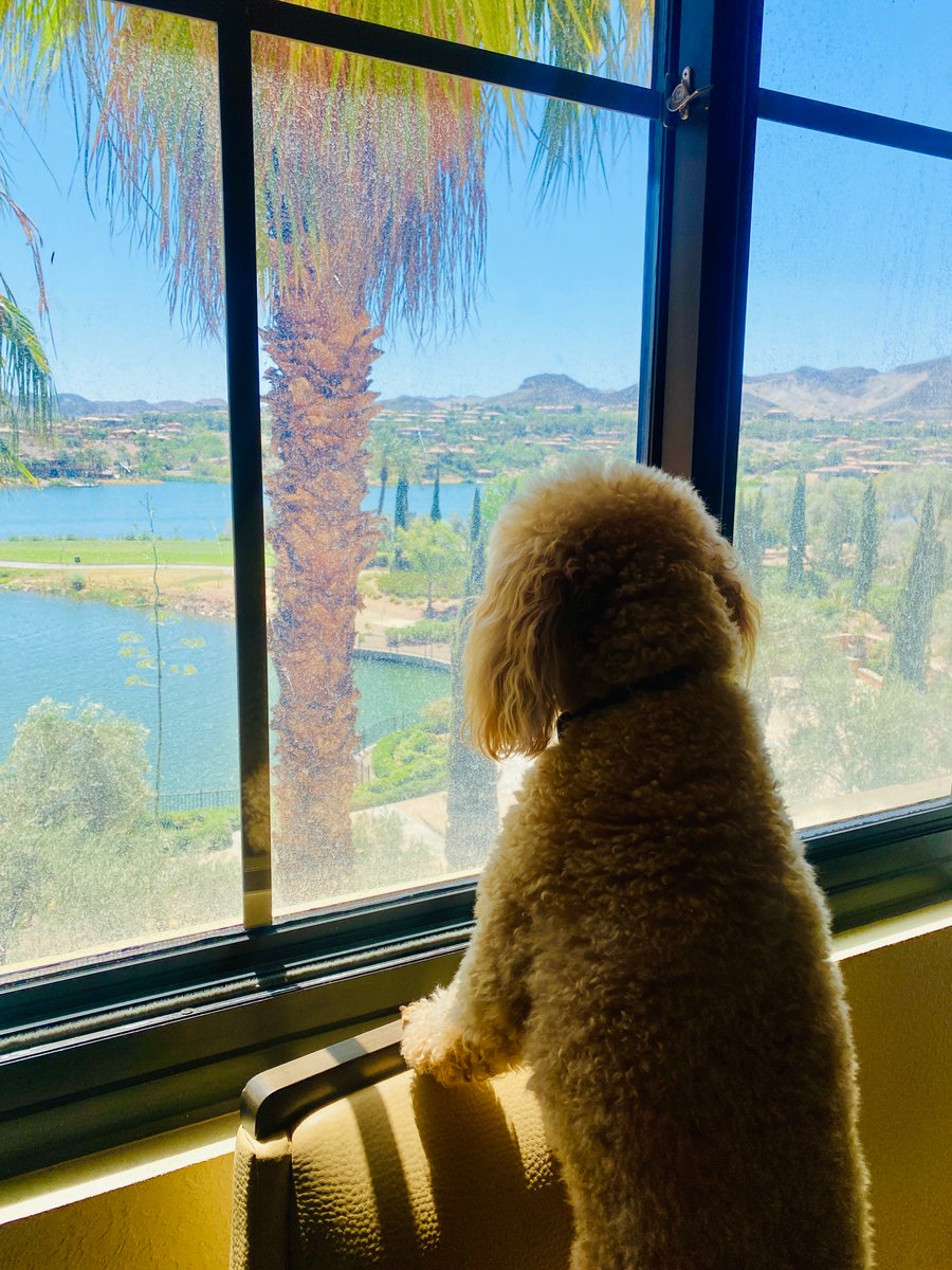 TwixDaPoodle's tweet photo. #Weekly #Motivation  To keep the cross country trip going🐾🙌🏾🐾 #thankyou #lasvegas it was #fun check out My Dads #youtube #vid @TravelTeslaDad 
https://t.co/IZfKfqAiE2
#part1 #westin #lakesoflasvegas #hoverdam #navada #twixdapoodle  #love #tesla https://t.co/JDcLUPfSrO