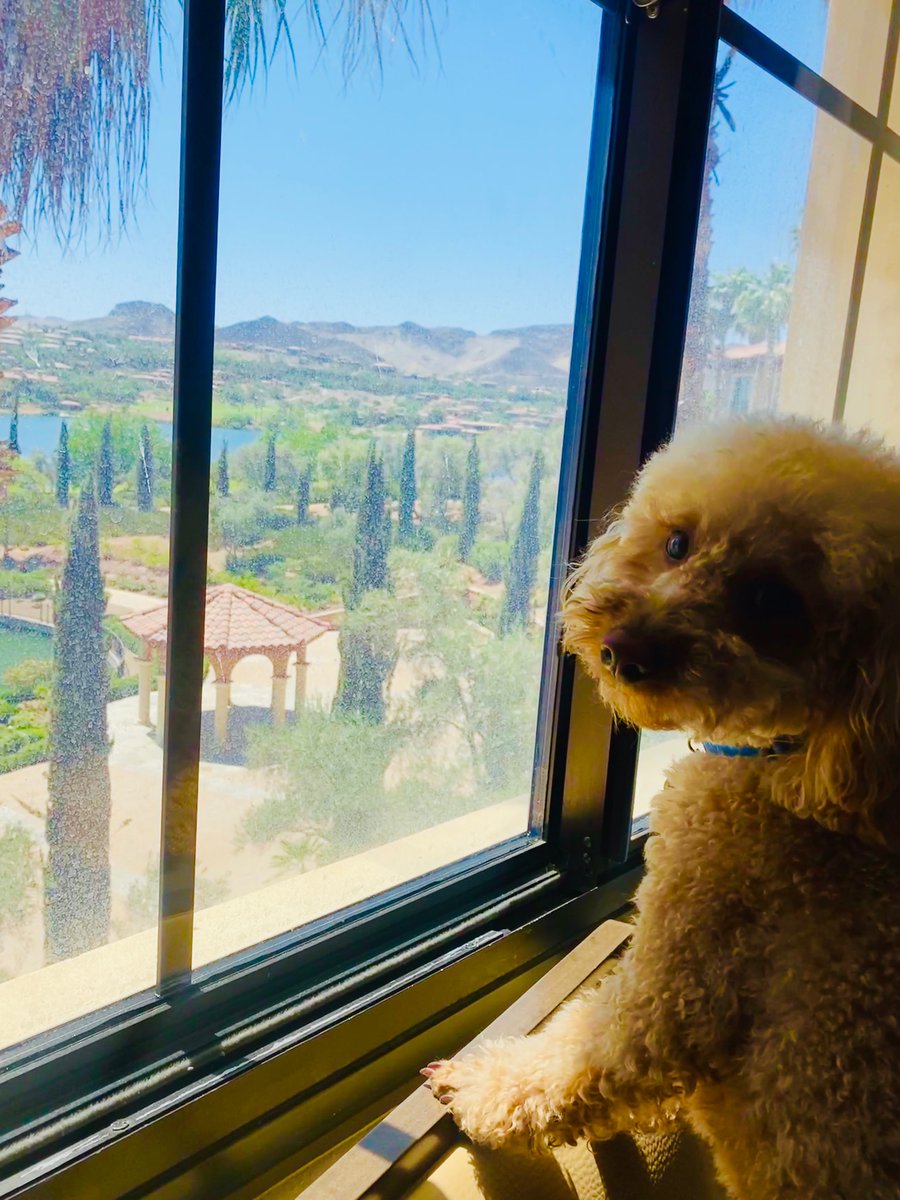TwixDaPoodle's tweet photo. #Weekly #Motivation  To keep the cross country trip going🐾🙌🏾🐾 #thankyou #lasvegas it was #fun check out My Dads #youtube #vid @TravelTeslaDad 
https://t.co/IZfKfqAiE2
#part1 #westin #lakesoflasvegas #hoverdam #navada #twixdapoodle  #love #tesla https://t.co/JDcLUPfSrO