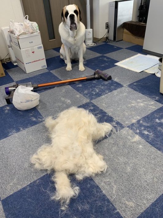 換毛期の季節ですがセントバーナードの換毛期あるあるがこちらです 影分身 もはや脱皮 Togetter