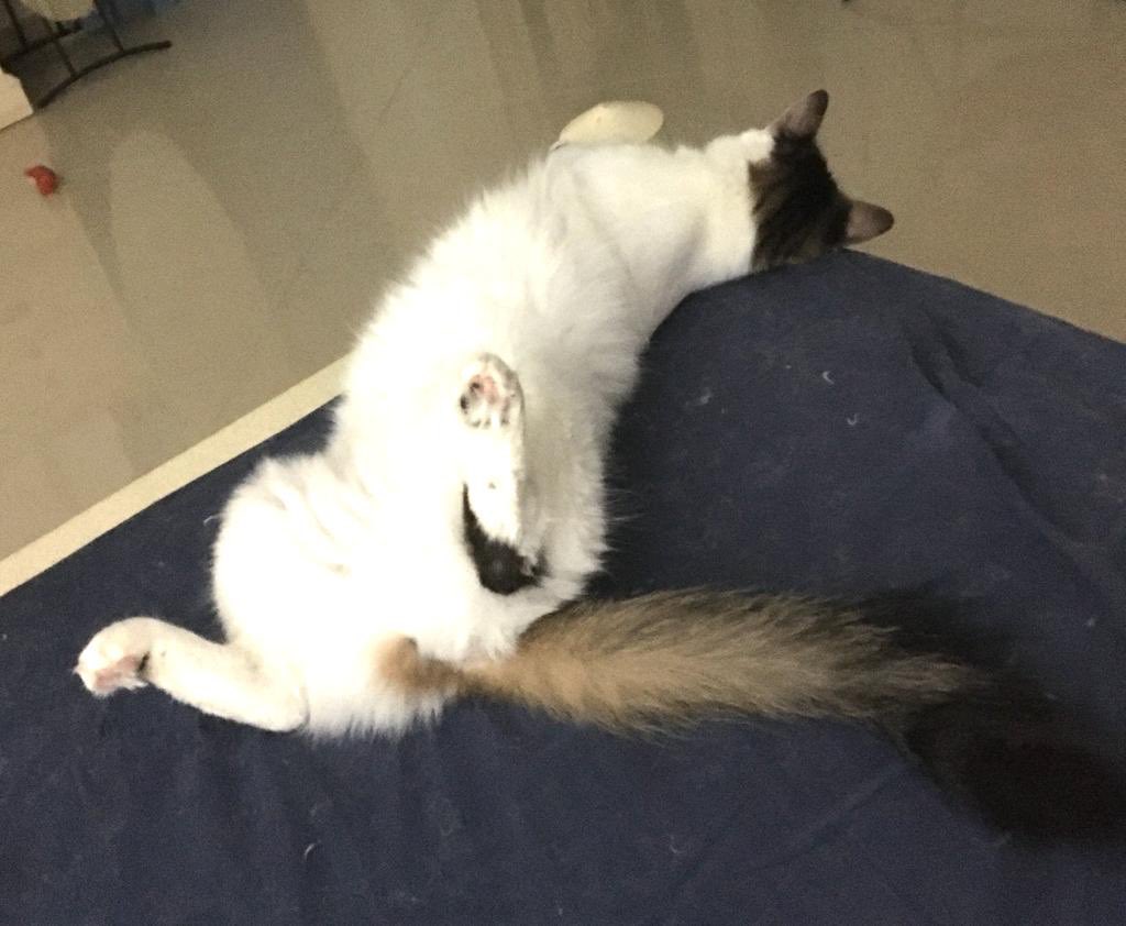 NajmaGhamdi's tweet photo. How early do you have to get up for work 😽 but most important, how long does it take you to get ready for work?😽
#MyCat #cats #CatsOfTwitter #Caturday #CatsLover #PetSecrets #catslife https://t.co/5ZKsityjuB