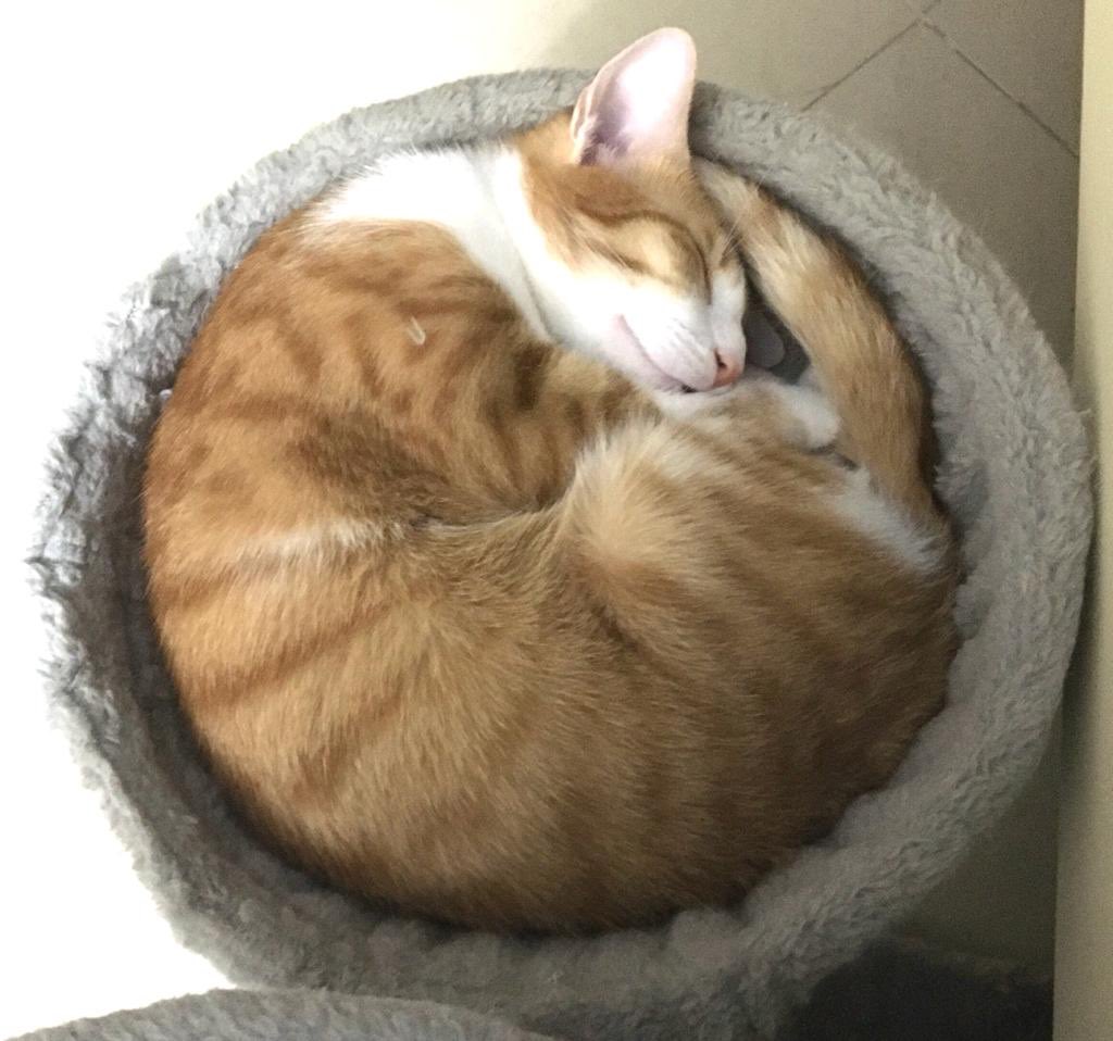 NajmaGhamdi's tweet photo. How early do you have to get up for work 😽 but most important, how long does it take you to get ready for work?😽
#MyCat #cats #CatsOfTwitter #Caturday #CatsLover #PetSecrets #catslife https://t.co/5ZKsityjuB