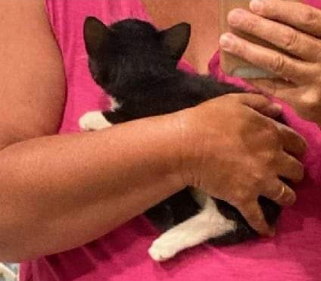 SharingtheJour2's tweet photo. Two years ago we rescued Puma who was dumped at Port Lavaca #Texas @KOAKampgrounds. What a wonderful traveling companion!
#TravelingCat #CatsofTwittter #FullTimeRVLife #WorkCamping #Rescue https://t.co/NmbZxHdsPz