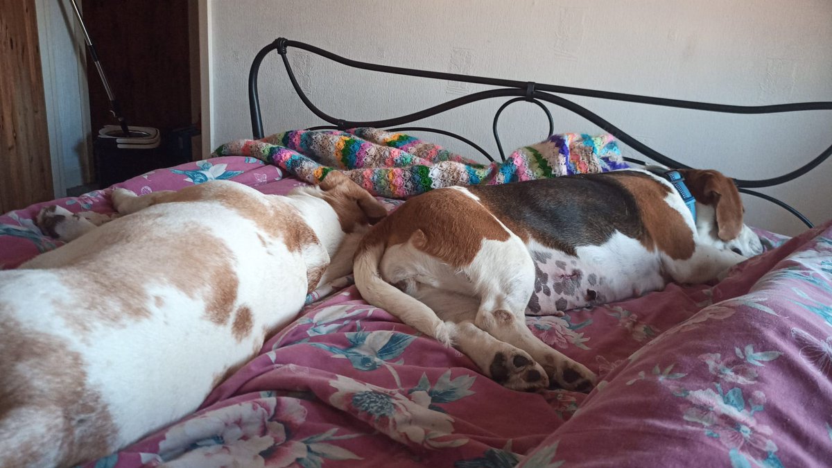 MontyBeagle's tweet photo. Just look what dem hoomans av dun, dis is MY BED! Sharing not an option.

Meet Lizzie 😡 https://t.co/mF5iGwl74V