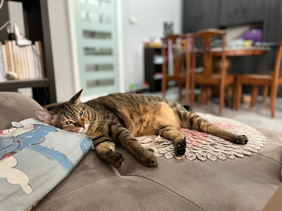 ahgushinhwa's tweet photo. My cat’s life.. 少爷的生活 #CatsOfTwitter #colalife https://t.co/EYol7DMscf