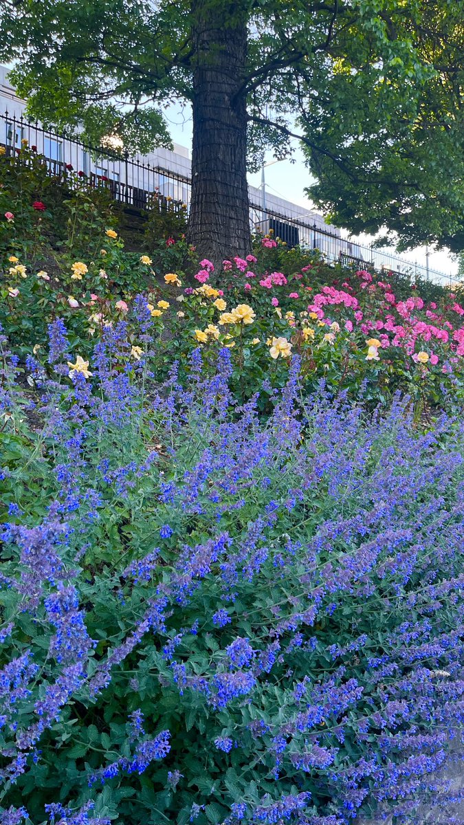 Scottish Morning Colours #RCPsychIC