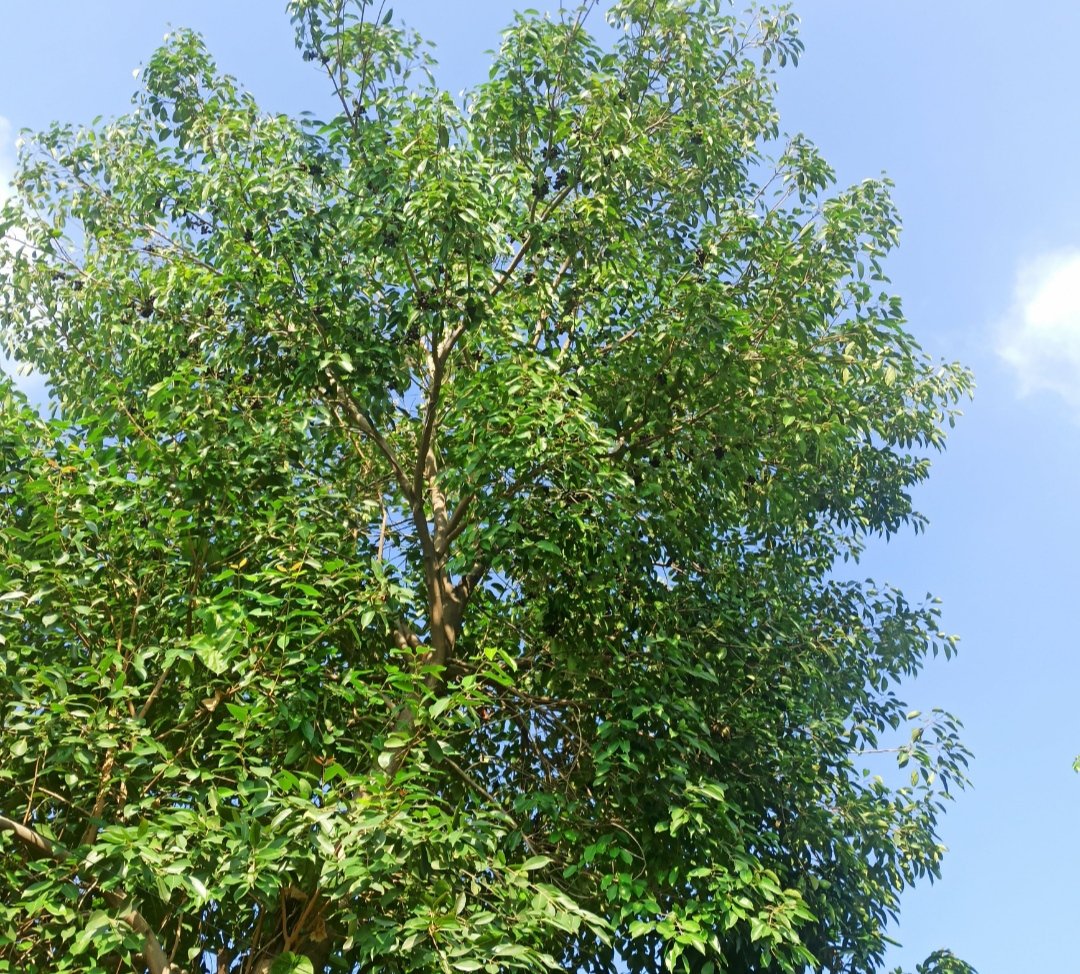 imyashgoel's tweet photo. Can't express such Happiness when Home tree gives fruit...🍇
Very tasty..😋😋
#jamuntree 🌳🌲
#indianblackberry🤟
#garden #gardenlife #lovegardening🤩🤩 #environmentfriendly https://t.co/YsGV8MHqnH