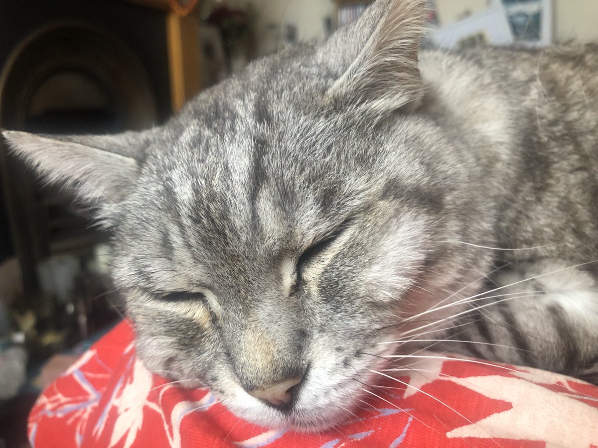 stripeyspotty's tweet photo. I love sitting on my mum, especially when she needs to go to work 😻. Have a wonderful Wednesday everyone ~ Archie xx #TeamBengal #SuperSeniorCatsClub #HappySnoozing https://t.co/AhTnqP4dJe