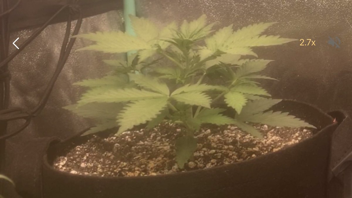 seedtojoint's tweet photo. #growth and more growth. Skunk Villian is just #exploding. #organic #cannabis #cannabisculture #CannabisCommunity #hightimes #livingsoil #organiccannabis #cannabisorganic #PuffPUffPass #vetern https://t.co/wdmVUBgPSD