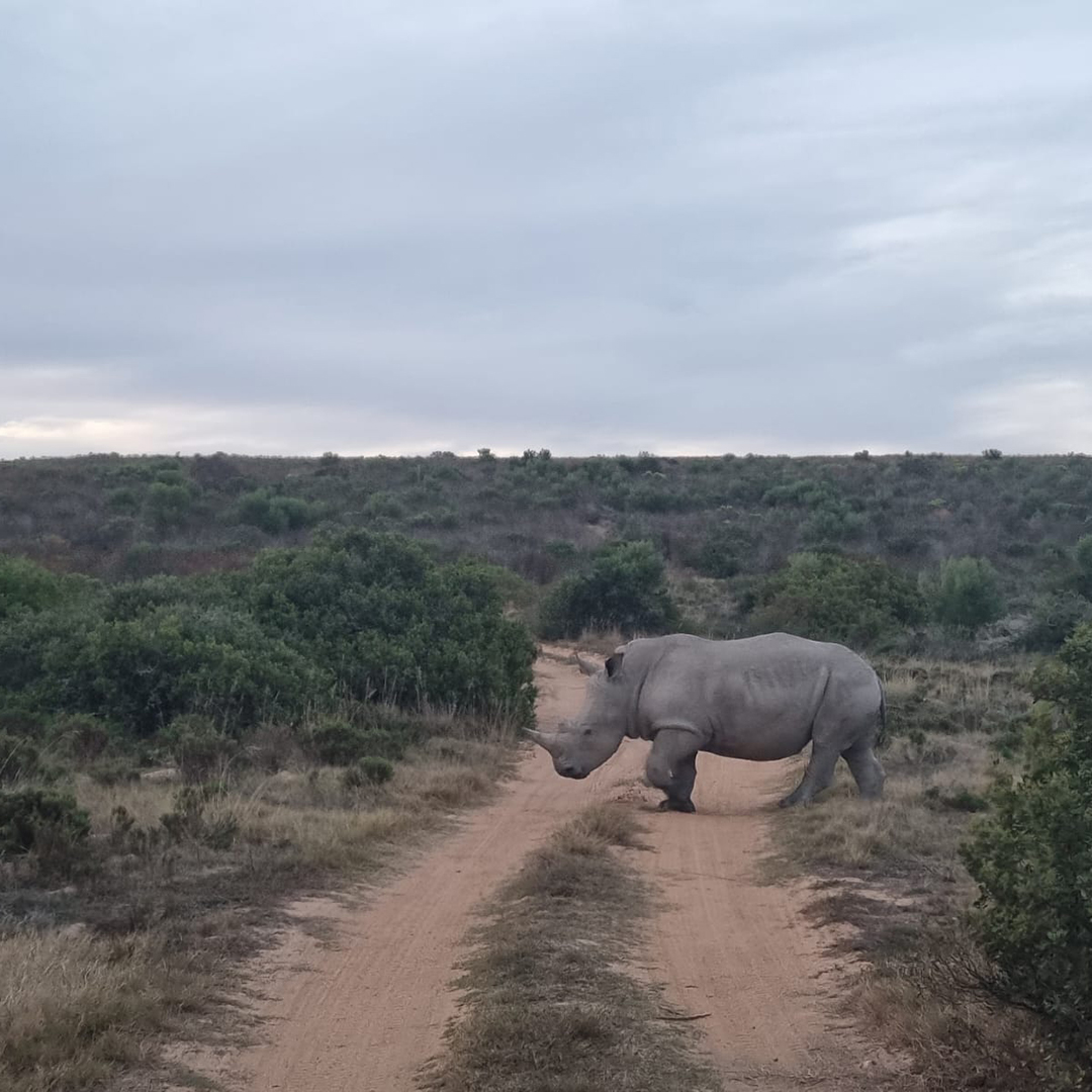 Don't mind me, just crossing the road with all my majesty 🦏💜

📸 <a href="/AnmariRoux/">Anmari Roux</a> 

#naturepics #natureperfection #rhinoconservation #lovenature