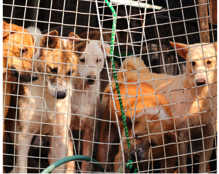 feralartist's tweet image. #sanctionchina 
#ArrestYulinparticipants
#ArrestYulindogmeatsellers
 spcai.org/take-action/do…