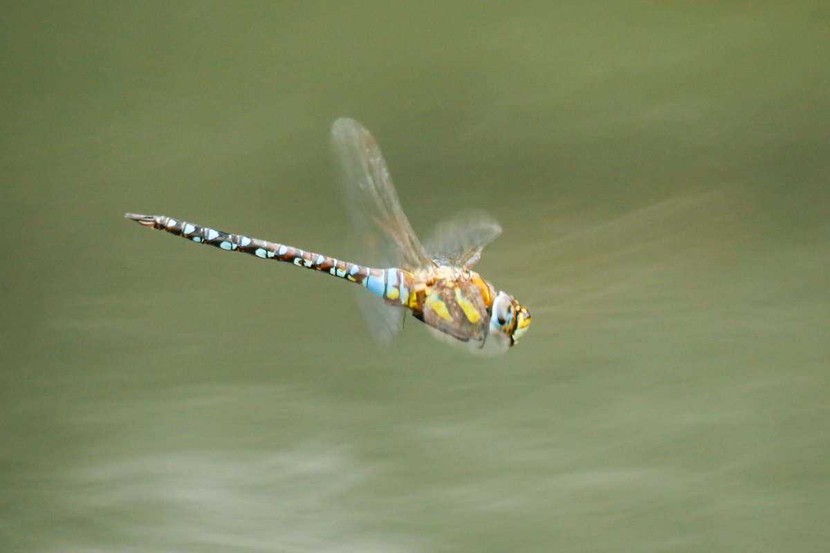 JamesWestPhoto1's tweet photo. @insectweek Dragonflies #InsectWeek22 #WhatIsYourFavouriteInsect https://t.co/ZhYgXTQvJZ
