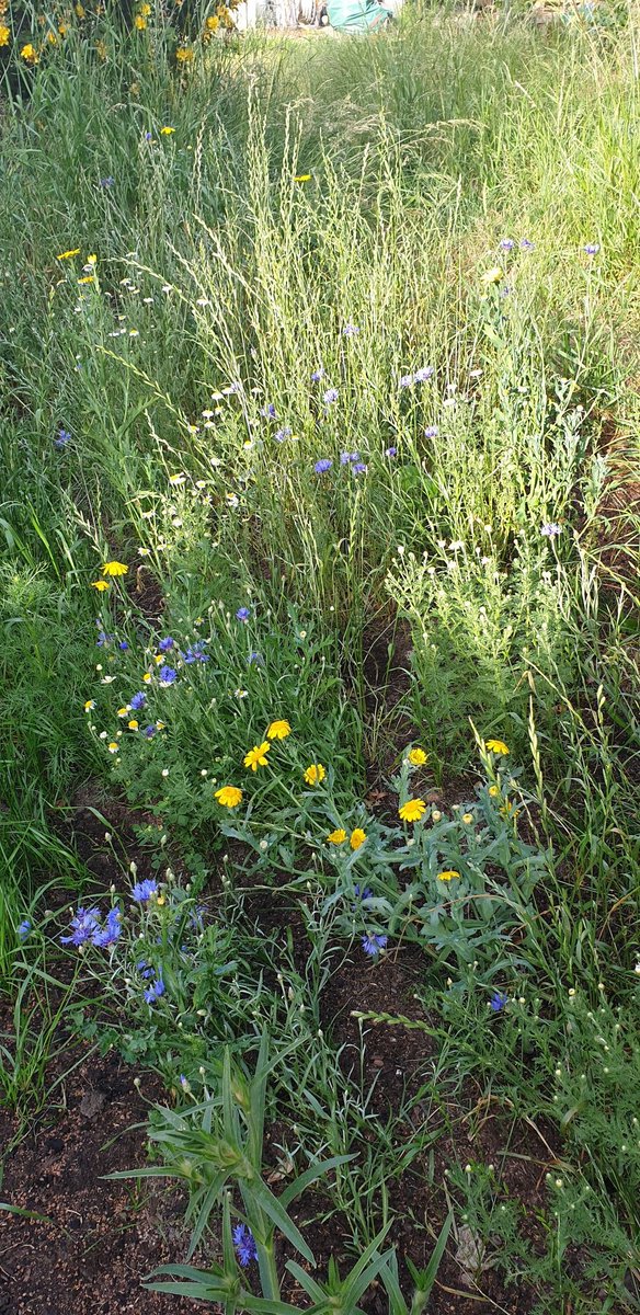 Happy solstice

Let your grass grow long
Let your feet feel the soil
Let the birds find a roost
Let the long light flow into
Your soul
All these things are where 
You'll find your soul
Your heart for life 
Your portal to being
Be like the longest grass