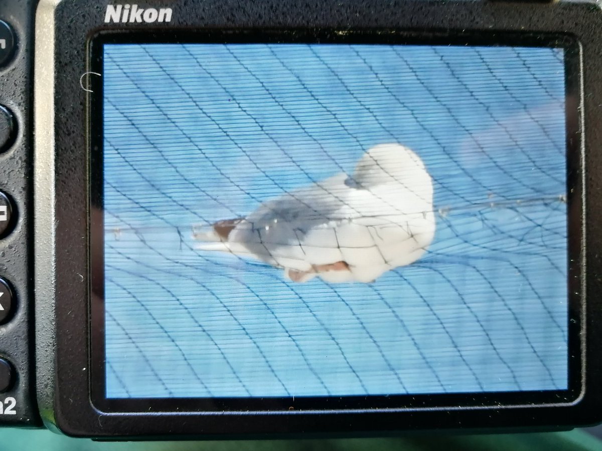 Carl Bovis (@carlbovisnature) on Twitter photo I'm actually shaking with anger.. π‘π‘ Just popped to my local <a href="/asda/">Asda</a> in Bridgwater, Somerset and found that they put bloody anti-bird netting up.. and look, there's already a dead pigeon caught in it!!! π‘π‘
Not sure if the Gull is caught or not.. TAKE THE BLOODY NETTING DOWN!! I'm actually shaking with anger.. π‘π‘ Just popped to my local <a href="/asda/">Asda</a> in Bridgwater, Somerset and found that they put bloody anti-bird netting up.. and look, there's already a dead pigeon caught in it!!! π‘π‘
Not sure if the Gull is caught or not.. TAKE THE BLOODY NETTING DOWN!!