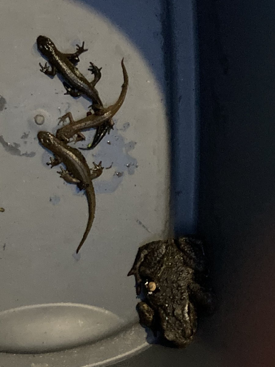 RachaelCooBoh's tweet photo. Spent a lovely evening with #FriendsofAngusHerpetofauna surveying #gullypots for #amphibians    With the lack of rain there hasn’t been as much activity but we still rescued two #commontoads and four #palmatenewts @ARC_Bytes #conservation #volunteer 🐸 🐸 https://t.co/hTdL2hnAcS