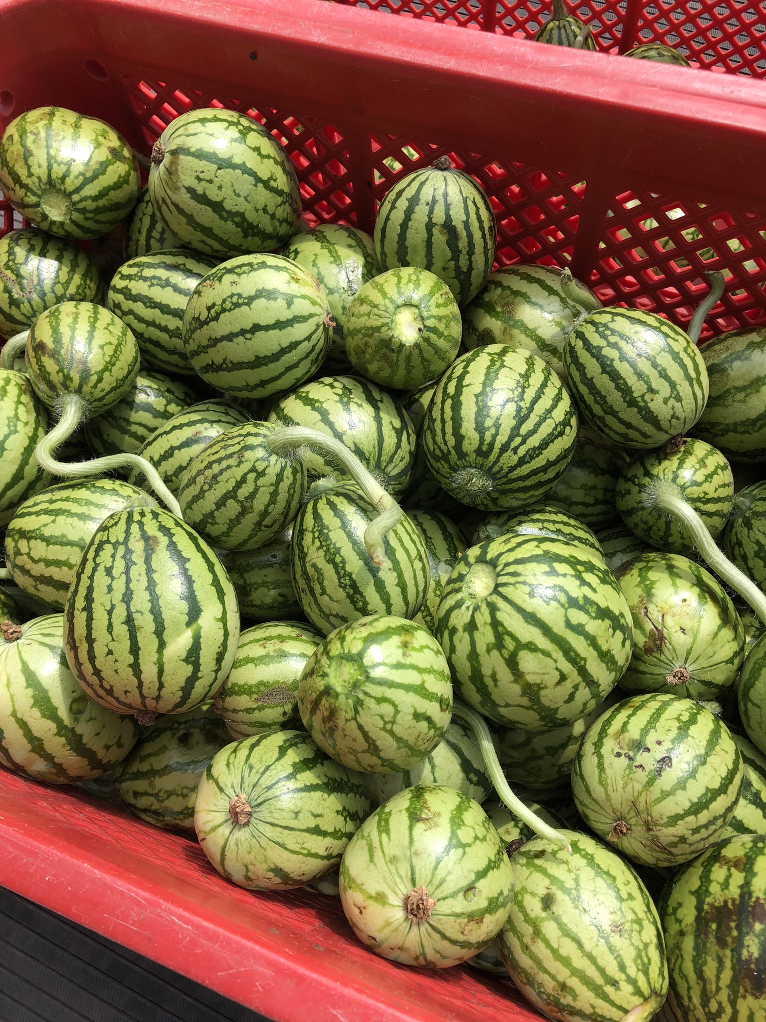 菊池藤雄 Tiyoukan Twitter