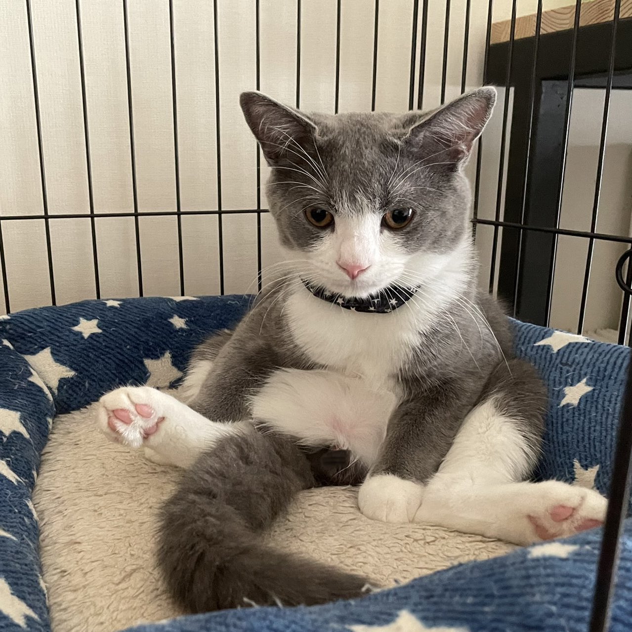 わがやのねこ また変な座り方してるけど可愛い 猫 Cat T Co Krqowong2c Twitter