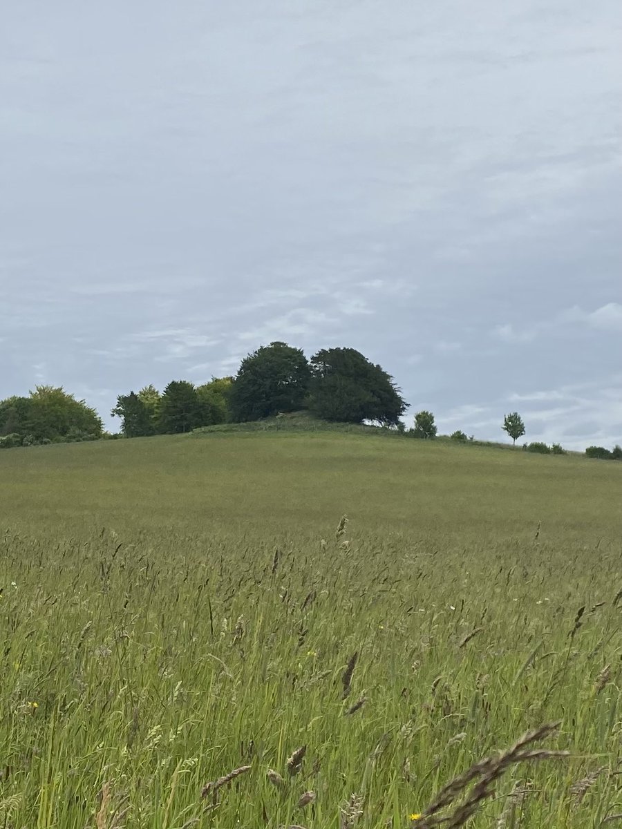 Vicky_liddell's tweet image. A well preserved bowl barrow on the crest of a ridge in Longstock, Hampshire. Late Neolithic/Late Bronze Age 2400-1500BC and very close to Danebury Hillfort. #barrows #TombTuesday #ancientbritain #bronzeage #hampshire #tumuli #longstock