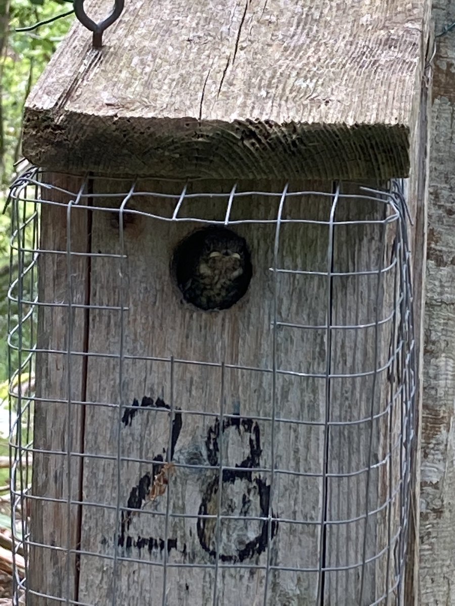 carosegami's tweet photo. Awesome to witness the moment when our flycatcher babies are ready to leave the nest. This guy was gathering courage while some of his siblings were already out. #fledgelings #flycatcher #ficedula @QvarnstromLab https://t.co/MofIM6FOxz