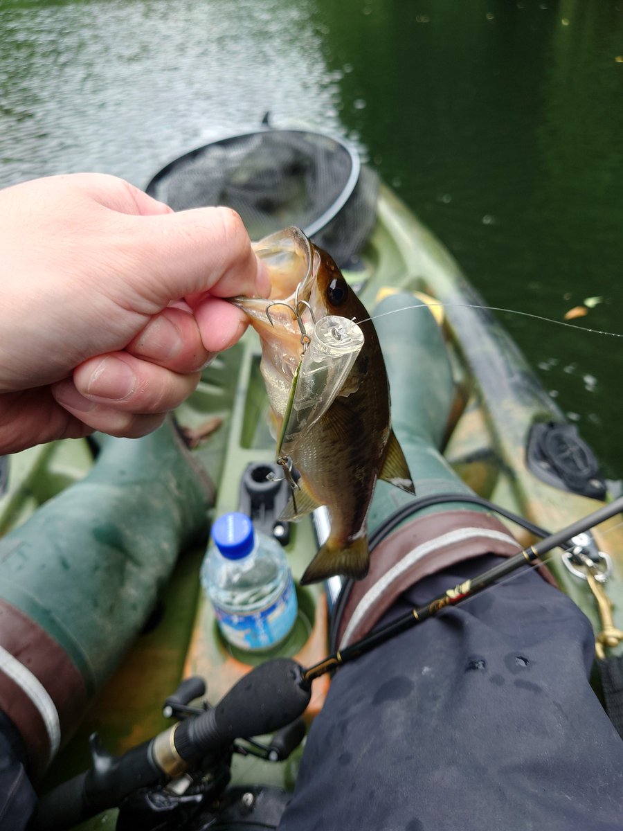 time_yr's tweet photo. うーん…ここのところ釣果が渋い…
30cmも満たない子たちがギルと一緒に表層を泳ぎ回るのは目に映るのですが大きい子達は色んな所を回遊してるようです
まぁ今年生まれた子達がスクーリングしてたのを確認できたので良しとします
#バス釣り #カヤックフィッシング #KeepCasting #NeverGiveUp https://t.co/aGTISgtKWb