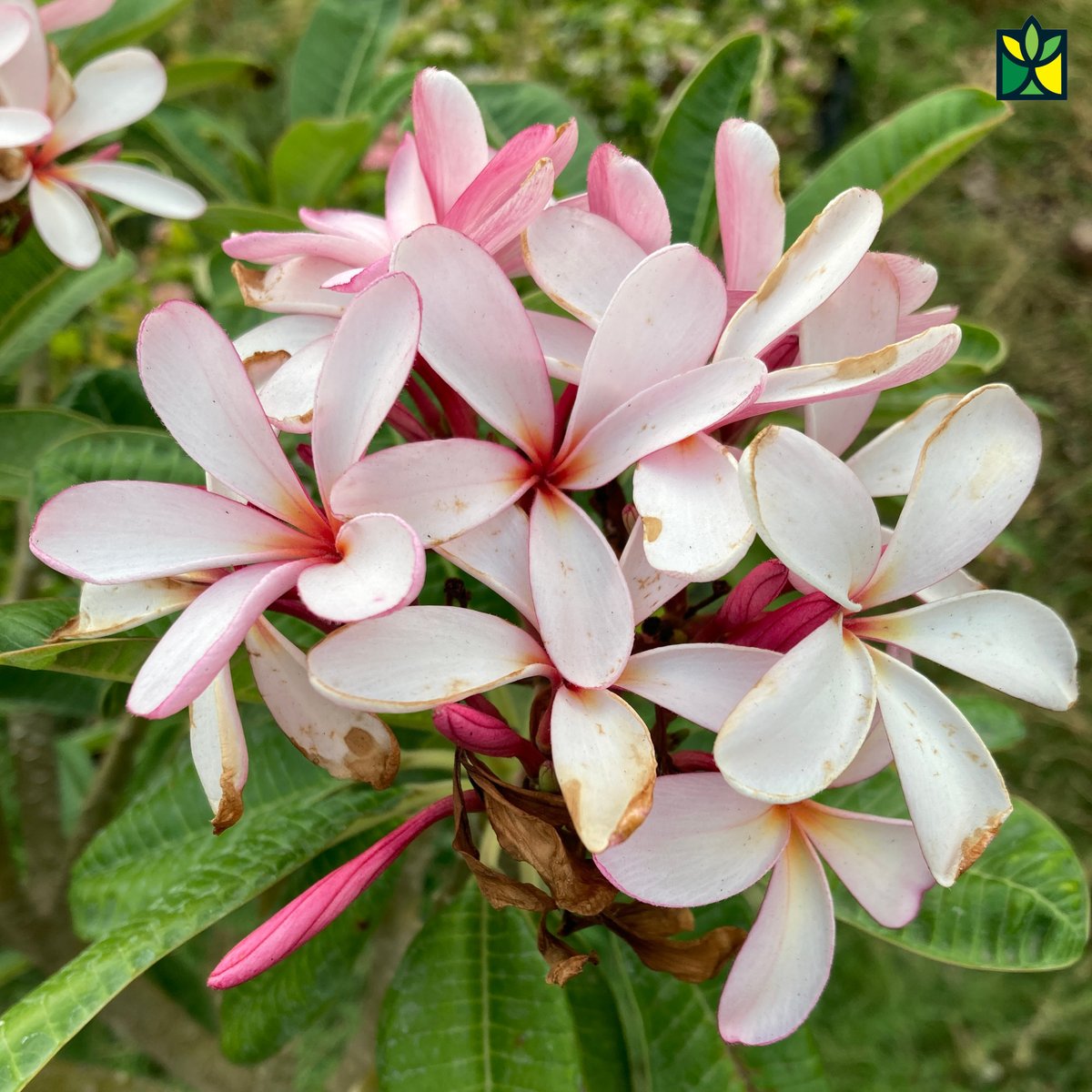 AanganGarden's tweet photo. Beautiful light pink coloured flowers of Singapore Champa

#pink #singapore #champa #firangipani #aangan #garden #nursery #indore #landscape #terracegardening #flowers #plumeria https://t.co/aR7bP5NEcU