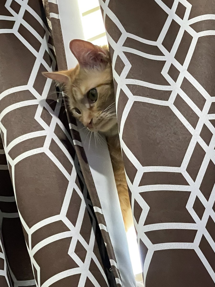 catlolblast's tweet photo. Since discord’s down i will post some pictures of max also goodnight https://t.co/GCA03UgPi1