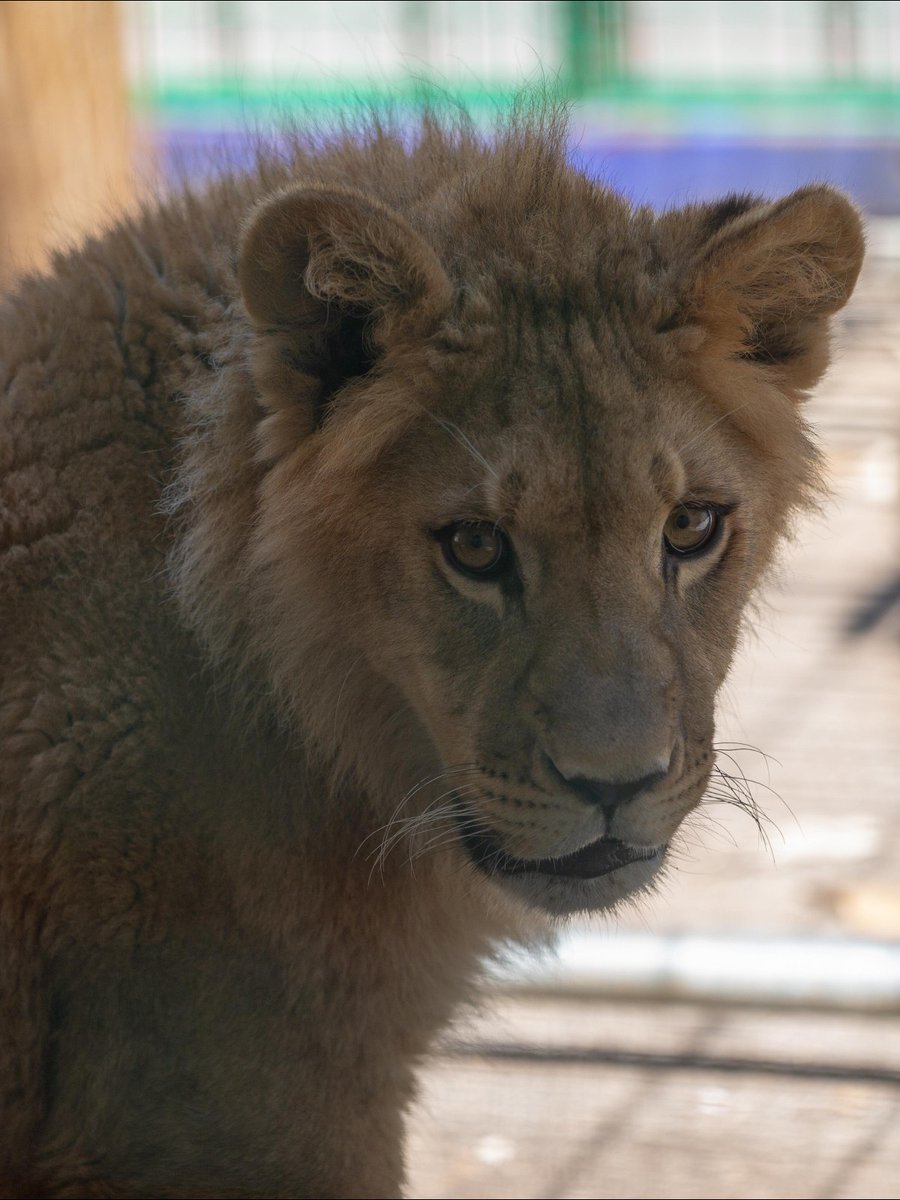 fourpawsAU's tweet photo. Sadly, #lioncub Nikola's case is only one of many. We have started working with the authorities in Montenegro to better protect captive #bigcats from the #wildlifetrade and unacceptable keeping. 

#WildAnimalsAreNotPets #PredatorsNotPets #CuddleKittensNotCubs #EndWildlifeTrade https://t.co/2mYsNYpQ1y