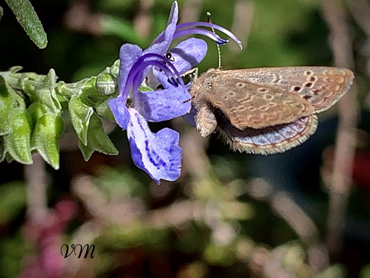 Viera_mits's tweet photo. 🦋🦋♥️
#ButterflyCollection
#entomology #NatureFriends
#BiodiversityDay #InsectThursday https://t.co/GBhmpvrRWG