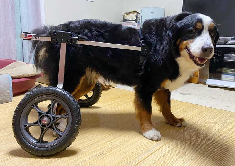 サイズ交換対象外 アステック ペット用電子耳体温計 Pet-Temp PT-300