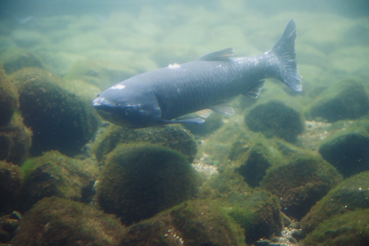 またスピノに与えている魚は中国四大家魚の一種、草魚(ソウギョ)というコイ科の魚です。初めはアマゾンの魚がいいなとピラルクを考えてましたが、コスパの点で現実的に考えると草魚でも最大1.4mと十分に食べ応えがあり、また水質変化に強く丈夫で、外来種駆除目的や養殖も容易な点から選びました。 