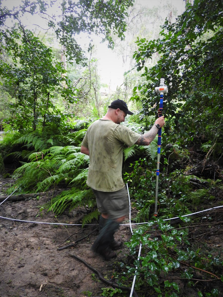 First year monitoring completed by Trust for Nature and East Gippsland CMA in East Gippsland Rainforest MER plots. <a href="/eastgippscma/">East Gippsland CMA</a> <a href="/TERN_Aus/">TERN</a> @Envirogov <a href="/SuzanneProber/">Suzanne Prober</a> @SamNicol16 <a href="/CSIRO/">CSIRO</a> <a href="/trustfornature/">TrustforNature</a>