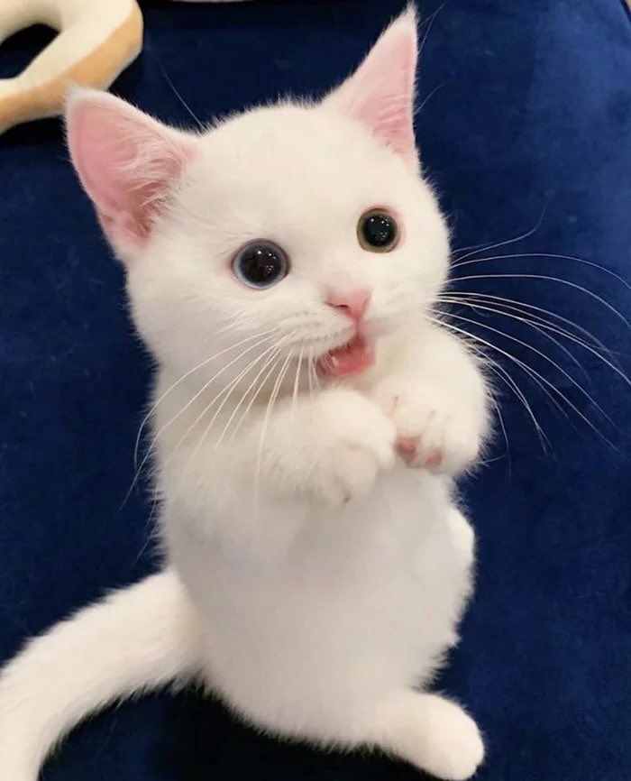 lovingsunoo's tweet image. ᥫ᭡ ᰔᩚ ૮₍´˶• . • ⑅ ₎ა #SUNOO #김선우