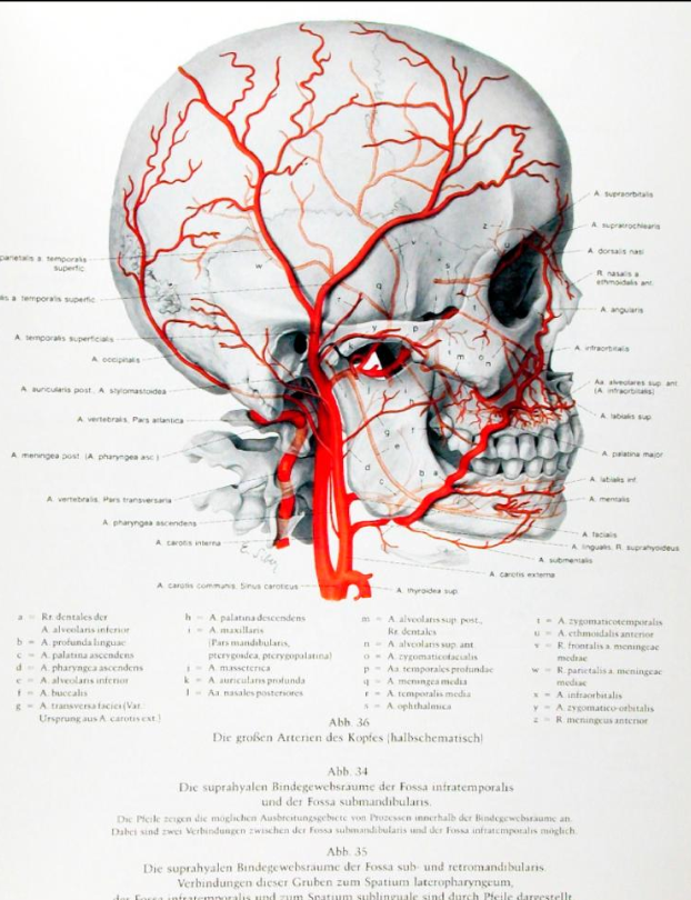 bibfarmUSAL's tweet photo. ANATOMÍA| La "Anatomía topográfica del hombre" de Pernkopf está considerado como el mejor ejemplo de dibujos anatómicos del mundo.
El libro fue un proyecto de 20 años de un destacado nazi y médico austriaco, Eduard Pernkopf
Se puede ver en https://t.co/B2AuXBnZ2p https://t.co/BTvcXdoIRI