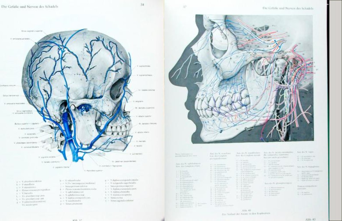 bibfarmUSAL's tweet photo. ANATOMÍA| La "Anatomía topográfica del hombre" de Pernkopf está considerado como el mejor ejemplo de dibujos anatómicos del mundo.
El libro fue un proyecto de 20 años de un destacado nazi y médico austriaco, Eduard Pernkopf
Se puede ver en https://t.co/B2AuXBnZ2p https://t.co/BTvcXdoIRI