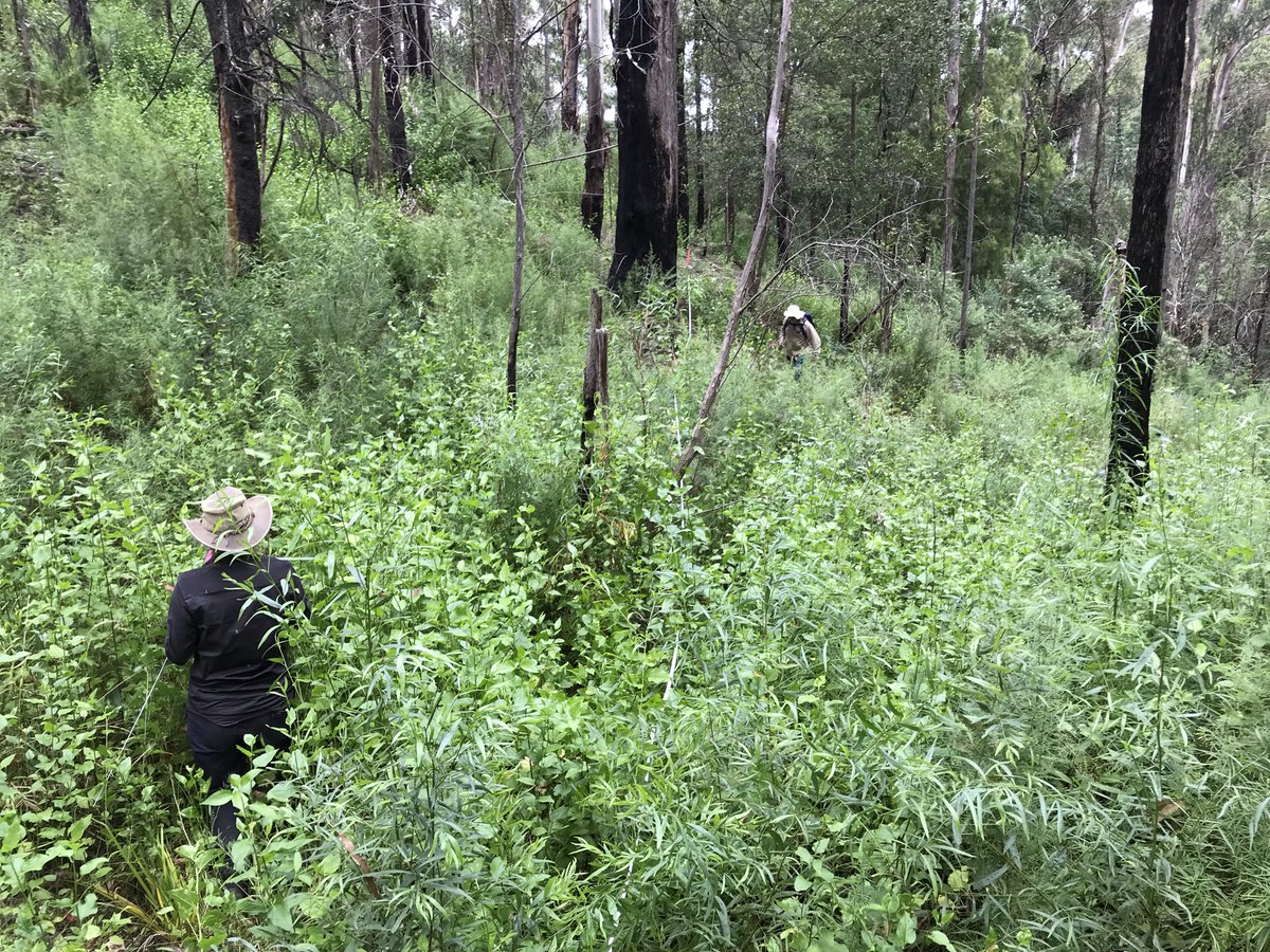 MERNetwork's tweet photo. Trust for Nature Conservation covenant properties in East Gippsland monitored as part of the nationwide MER Network post-fire recovery monitoring program @eastgippscma @TERN_Aus @Envirogov @SuzanneProber @SamNicol16 @CSIRO @trustfornature https://t.co/tmXOk3OWkw