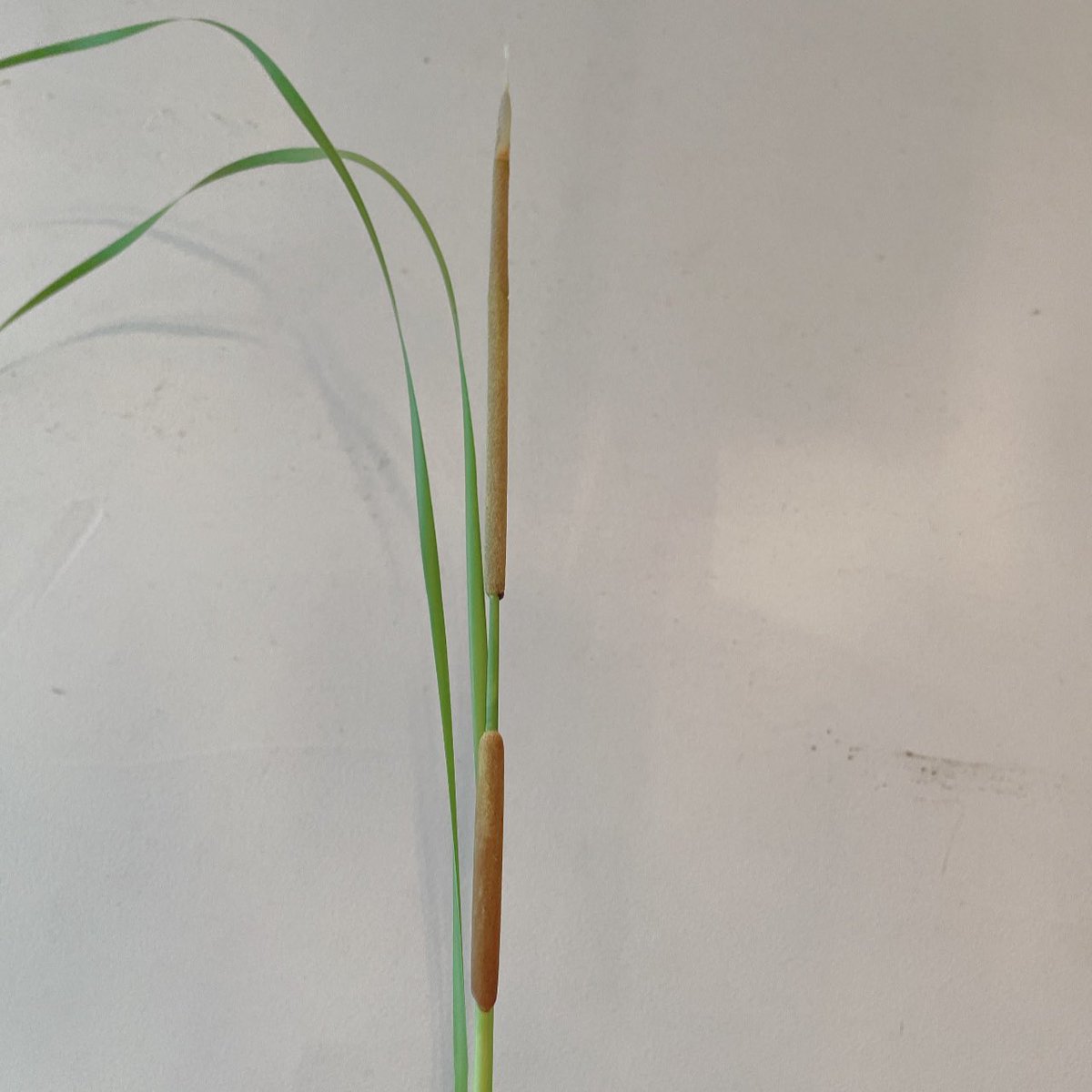 みんなの 蒲鉾の 天ぷら 口コミ 評判 食べたいランチ 夜ごはんがきっと見つかる ナウティスイーツ みんなの 蒲鉾の 天ぷら 口コミ 評判 食べたいランチ 夜ごはんがきっと見つかる ナウティスイーツ