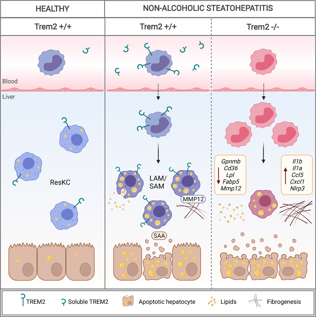 Very happy to share our new paper on TREM2 in non-alcoholic steatohepatitis (NASH). The study led by <a href="/THendrikx1/">Tim Hendrikx</a> and <a href="/FloPorsch/">Florentina Porsch</a> published in <a href="/JHepatology/">Journal of Hepatology</a> describes the protective role and mechanism of #TREM2+ #macrophages in #NASH : journal-of-hepatology.eu/article/S0168-…
1/