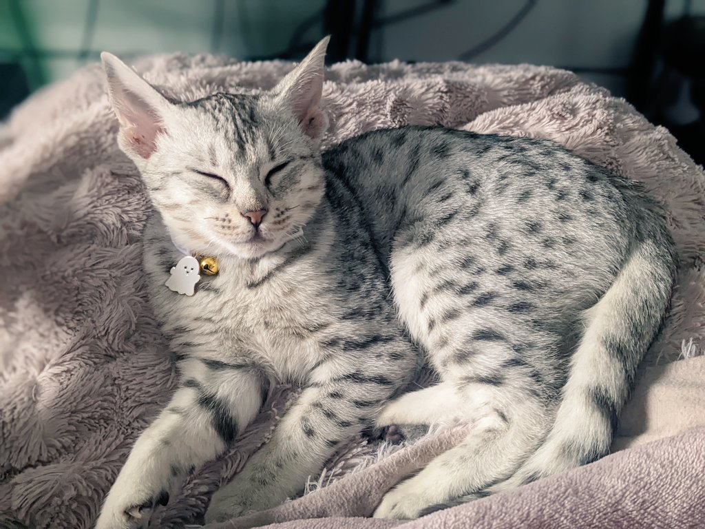 MagicTarts's tweet photo. I caaaaan't even 😍😍😍 she's such a little cuddle bunny!
#cute #ocicat #kitten #mochi https://t.co/LQJIHAdljD