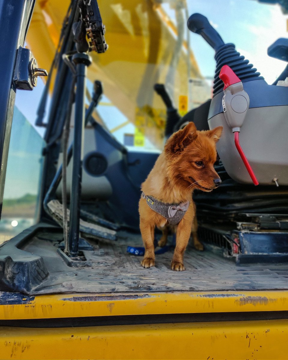 MIDroneLTD's tweet photo. Says he's driving, ok boss 🤣
#Chihuahua #pomeranian #work #dog #digger https://t.co/bT894Z050a