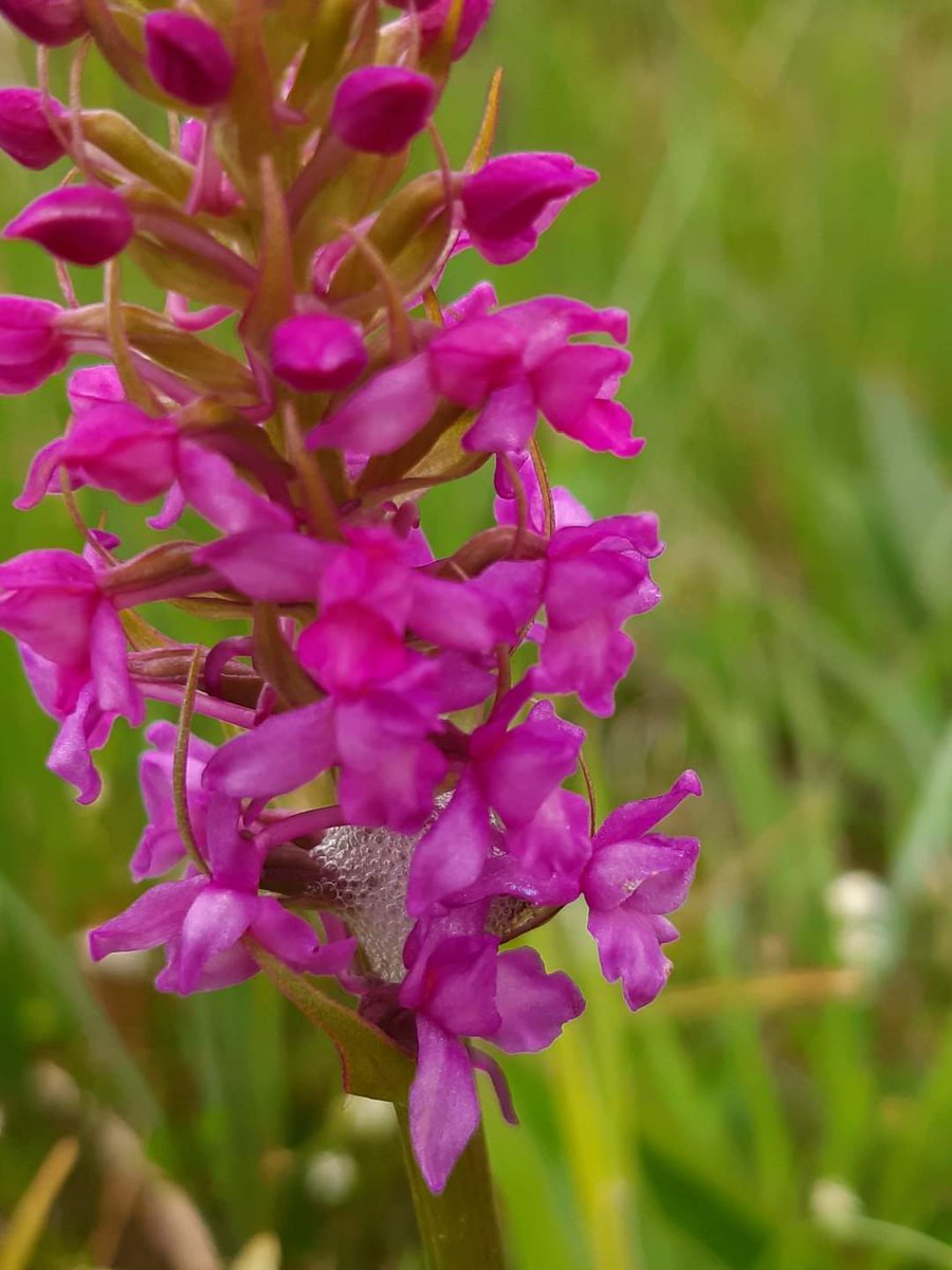 Can you tell your fragrant orchid from your northern marsh orchid?
There are four spaces left on a guided walk at Achmlevich Wed 22nd June meeting at beach car park 11am

To book, contact Andy
07825116516
email andy.summers@highlifehighland.com
Or online [booking.highlifehighland.com/guest-activiti…