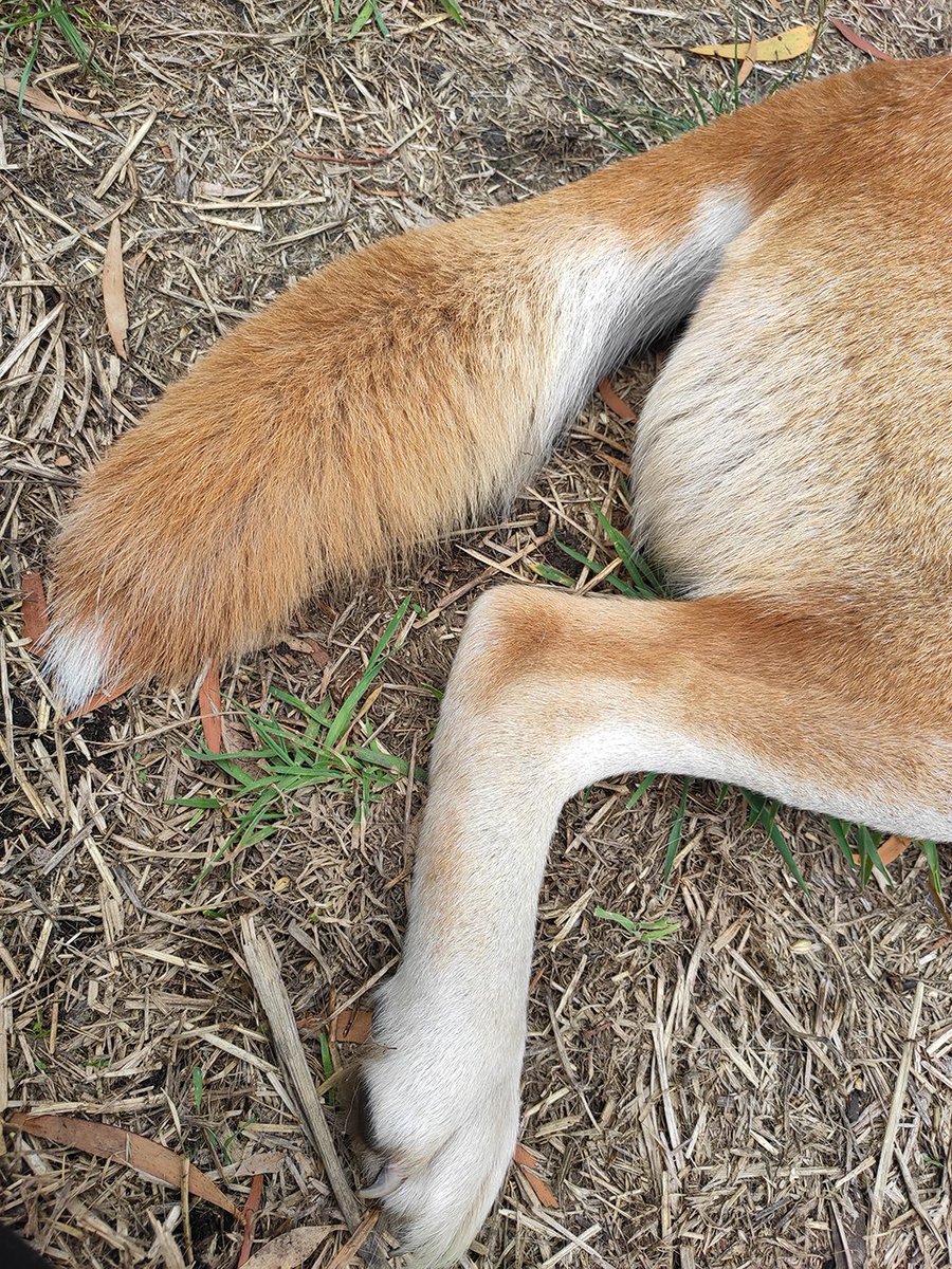 Tatterhood's tweet photo. Oh look dingoes. https://t.co/4KHegXXHqR