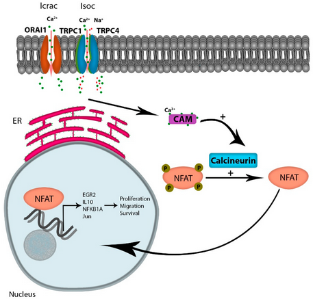 Cells_MDPI's tweet photo. "The Role of #TRPC1 in Modulating #Cancer Progression" from Elzamzamy et al.
#cellsmdpi #cellbiology #TRPCchannels
Full text: https://t.co/n9GZ9tzFIy https://t.co/xQYskUoKY1