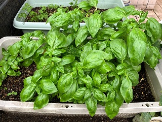 岡村祥平 山一薬局立小路店 プランターで育てているバジル イタリア料理ではおなじみのハーブです バジルの主に胃腸の機能の促進で 消化不良や食欲不振に良いです バジルに虫除け効果があり トマトに害虫がつくのを予防する効果が期待できます トマト