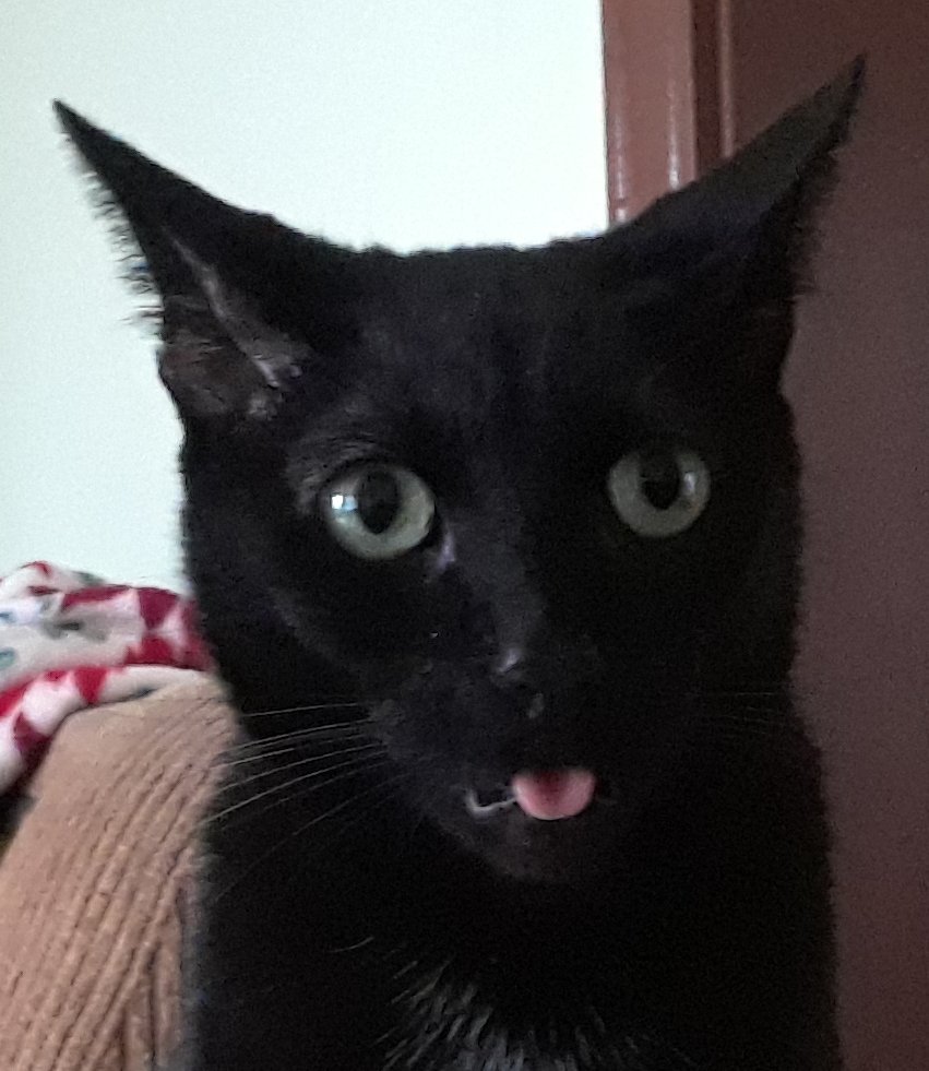 0Scrapple2's tweet photo. My best friend is back! Neibor has a female in heat.   Bad boy.......
Worried me for 3 days.. https://t.co/HRxrYfeJ8C