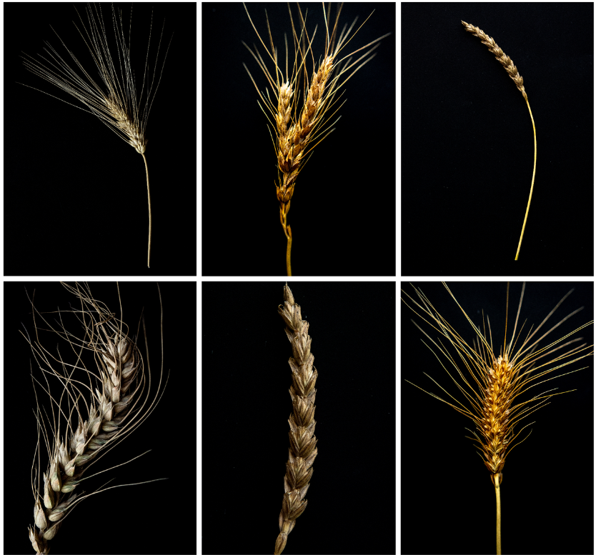 AHEAD_wheat's tweet image. How to adapt wheat to hotter climate conditions? And how long does it take?
This article nicely demosntrates which work has to be done, how much varieties have to be screenend and how many lines make it to the last round.  It's "a race against time"!
theguardian.com/environment/20…