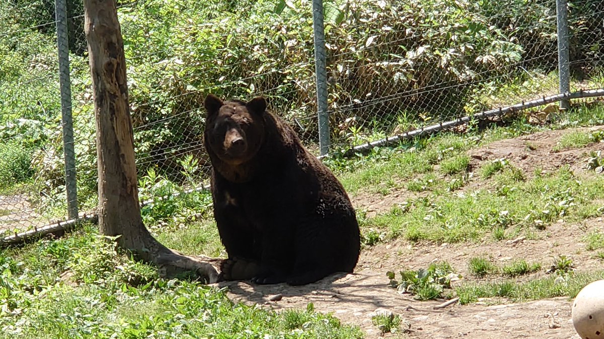 Sahoro_Bear_Mt's tweet photo. 影に紛れるミットとそもそも黒いモコ

#ベア・マウンテン #エゾヒグマ
#ミット #モコ
#夏至
#暑いねぇ https://t.co/jibtMNSQLT