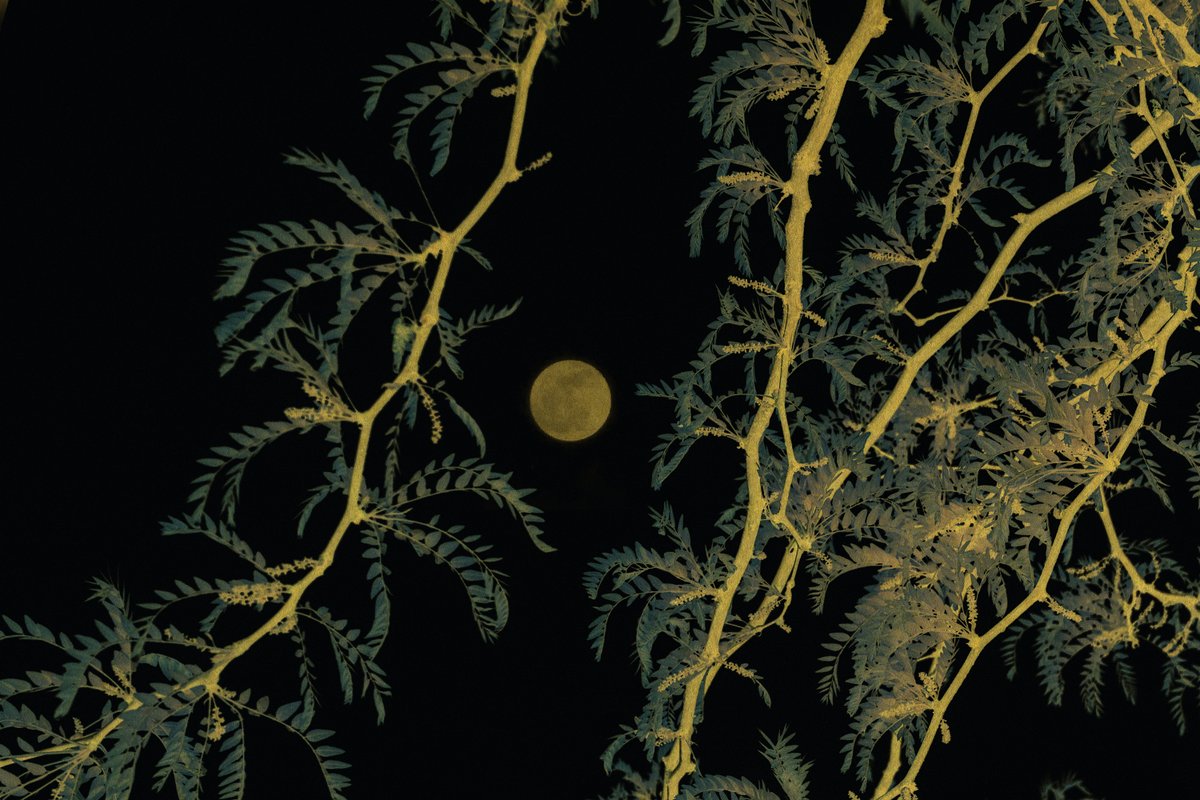 <a href="/ChateauPalmer/">ChâteauPalmer</a> and <a href="/LeicaCameraFR/">Leica Camera France</a> are confirming their support for contemporary photographic creation by introducing INSTANTS, a new artistic residency program inaugurated by Dutch photographer Paul Cupido
bit.ly/3xIxhpl
#ChateauPalmer #Leica #photography #Instants