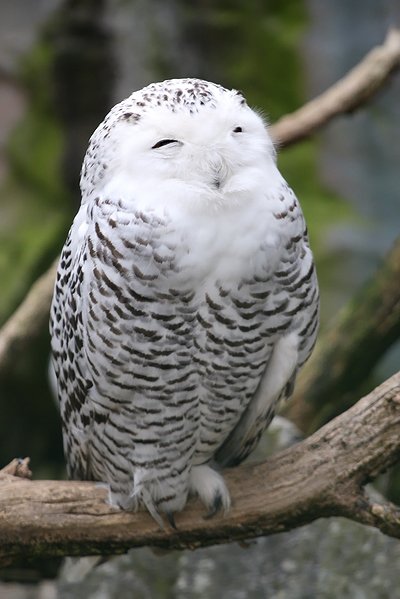 {I'll get to my dms when I'm off work everyone! this birb loves you 💖}