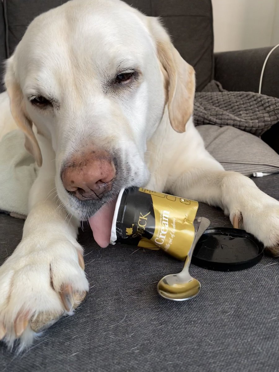 After 12 1/2 years you’d think I’d have learnt not to leave food lying around. I was waiting for it to soften &amp; it was the last pot of Purbeck Stem Ginger icecream in the freezer 🙁💜🐾