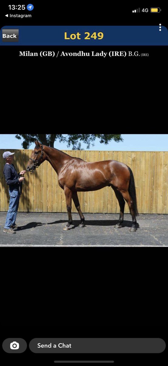 Lot 249 selling Thursday @tatts_ireland derby sale. Beautiful Milan gelding @grangestud out of black type mare Avondhu Lady. Half sister placed first time out in p2p last month. #futurestar #derbysale @BrianBrianflynn @ShaneFenton17